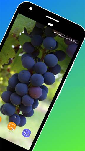 Grapes Wallpapers HD screenshot 2