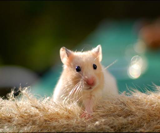 Hamster Live Wallpaper screenshot 2