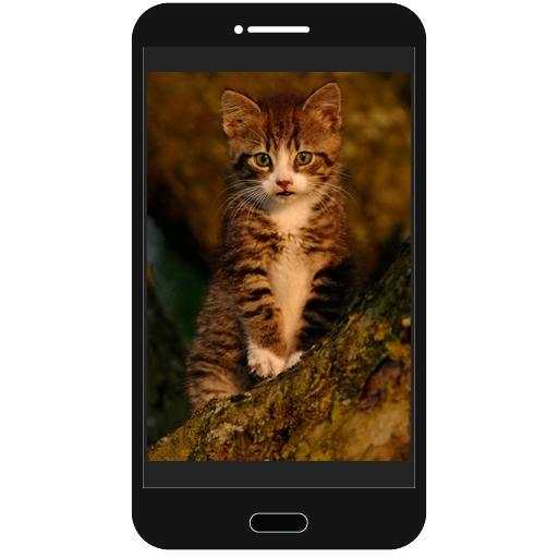 Cats Photo Collection screenshot 2
