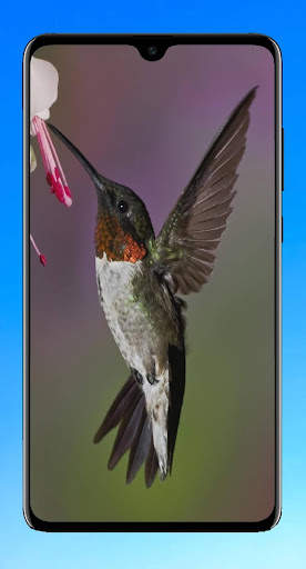 Bird Wallpaper HD screenshot 10