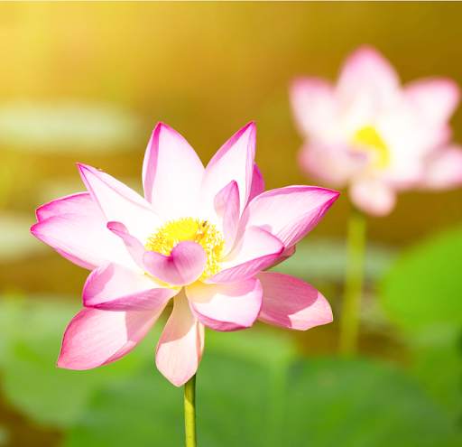 Lotus Wallpaper screenshot 2
