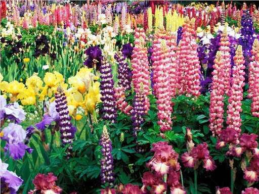 Garden Wallpaper screenshot 2