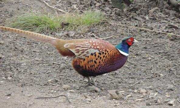 Pheasant wallpapers screenshot 1