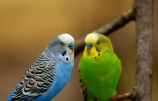 Bird Live Wallpaper HD screenshot 2
