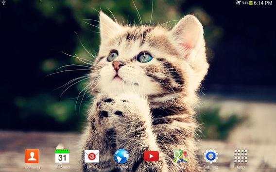 Super Lovely Cat - Free, Funny screenshot 8