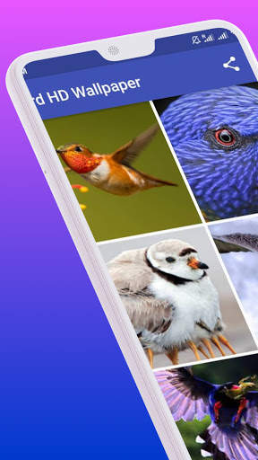 Bird HD Wallpaper screenshot 3