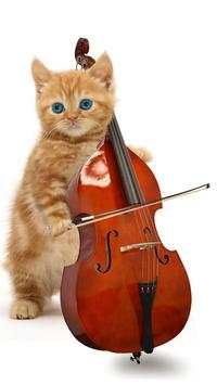 Funny cats Dancing and playing screenshot 8