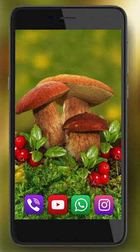 Mushrooms Forest Live Wallpaper screenshot 3