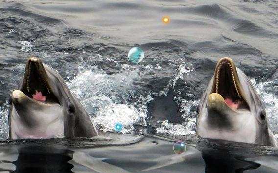 Dolphins Sound live wallpaper screenshot 3