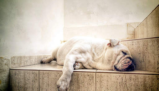 🐕 Bulldog Wallpapers - Dog Wallpapers screenshot 4