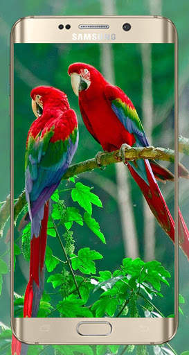 Bird HD Wallpaper screenshot 6