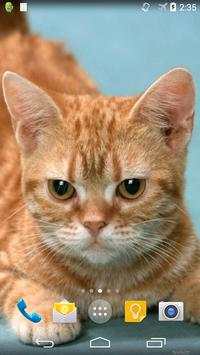Ginger Cat Live Wallpaper screenshot 1
