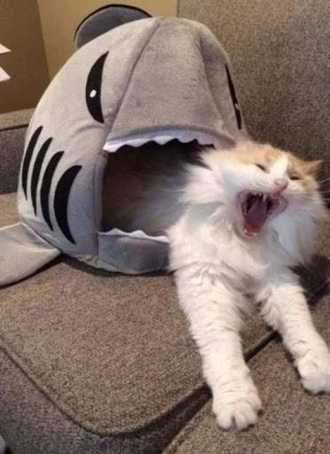 Funny Animal TikTok Video HD screenshot 7