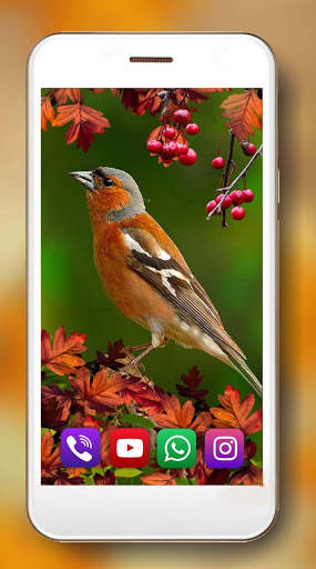 Autumn Birds Live Wallpaper screenshot 6