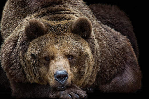 Bear Wallpapers | hd backgrounds screenshot 9