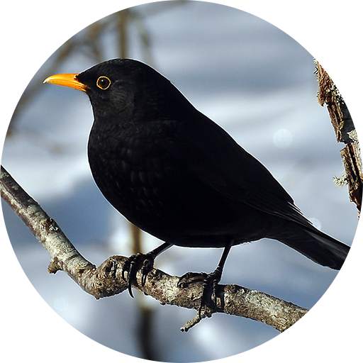 Black Bird (Animal) Calls & Singing 1.6