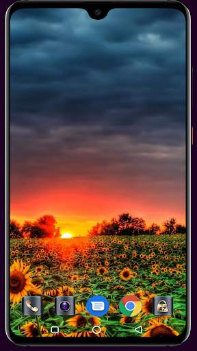 Sunflower Wallpaper 4K Latest स्क्रीनशॉट 16