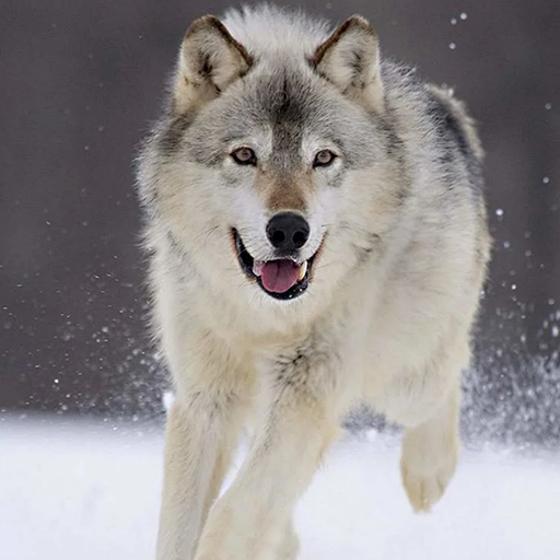 Wolf Dog Simulator icon