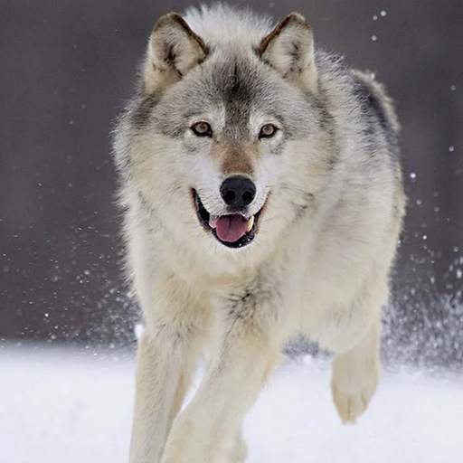 Wolf Dog Simulator 1.0.8