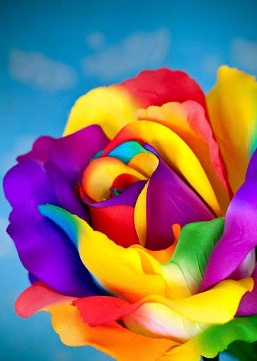 I Love Flowers Live Wallpapers, Free Rose Images screenshot 1