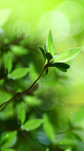 Spring Buds Live Wallpaper screenshot 4