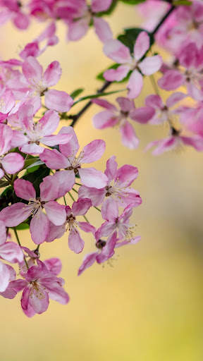 Beautiful Spring Wallpaper screenshot 12