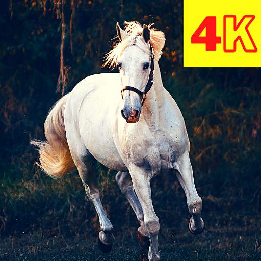 Horse Wallpaper: Beautiful Horse Images 4K 2.0