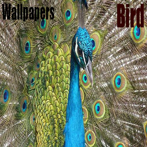 Bird Wallpapers Photos 1.5