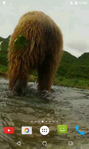Bear 4K Video Live Wallpaper screenshot 4