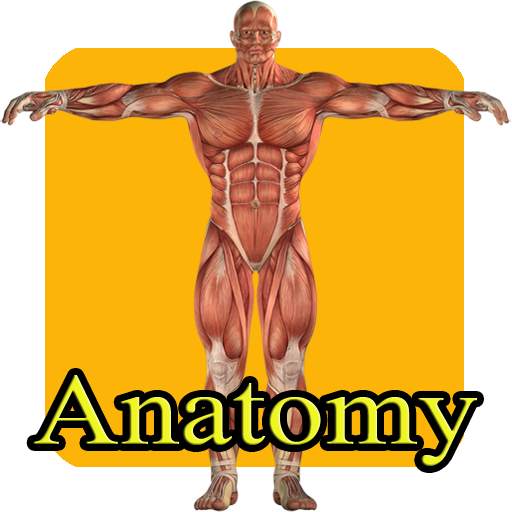 Aprender anatomia humana niños 107