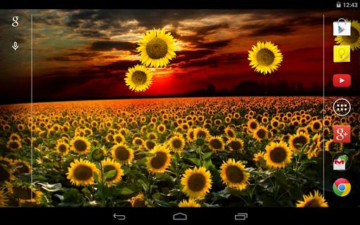 Tapiz Vivo girasol screenshot 4