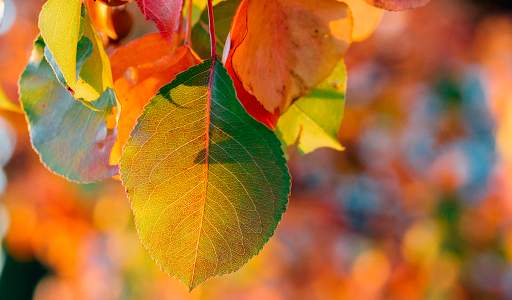 Autumn leaves Wallpapers (backgrounds & themes) screenshot 8