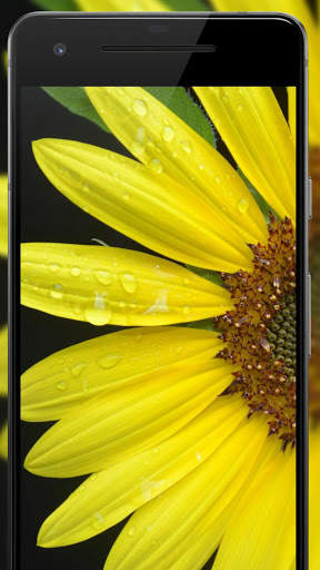 Rose Wallpaper, Floral, Flower background : Rosefy screenshot 6