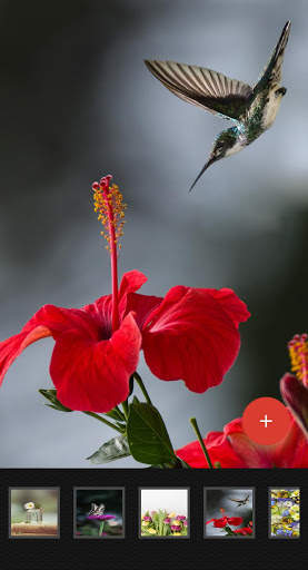 Flowers Wallpaper screenshot 1