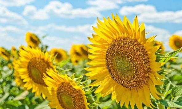 The most beautiful pictures and summer backgrounds screenshot 3