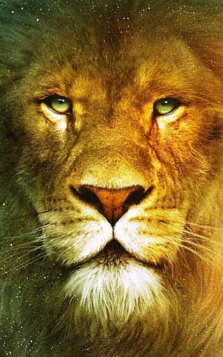 Lion Wallpapers | hd backgrounds screenshot 2