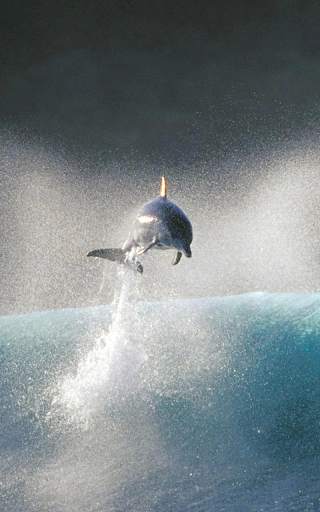 Dolphin Live Wallpaper HD screenshot 9