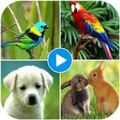 Animal Sounds App: Beautiful Birds Sounds 1.1
