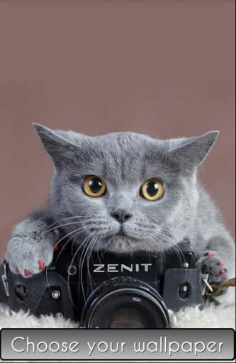 Cute Cat Wallpaper HD screenshot 1