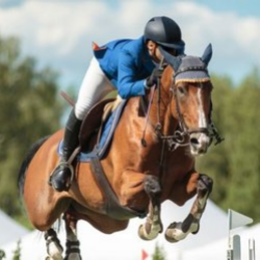 Find Me The Perfect Horse icon