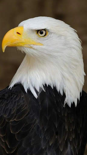 🦅 Eagle Wallpapers – Bird Wallpaper screenshot 3