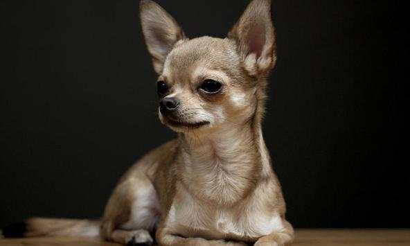 Chihuahuas wallpapers screenshot 1