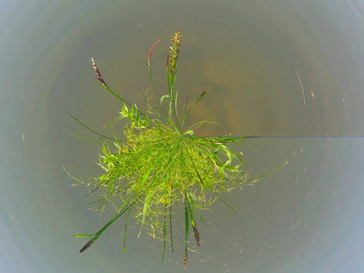 Tiny world and toon camera screenshot 12