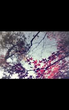 Leaf Fall live wallpaper screenshot 1