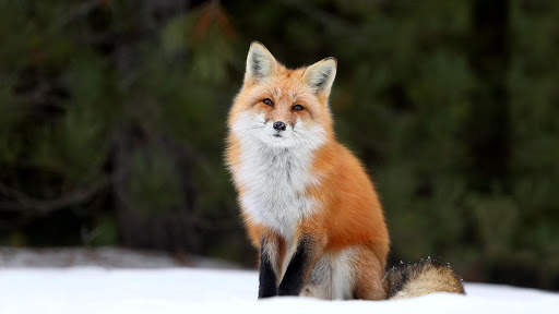 Fox Live Wallpaper (Wallpapers & Backgrounds) screenshot 6