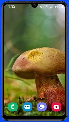 Mushroom Wallpaper Best HD screenshot 12