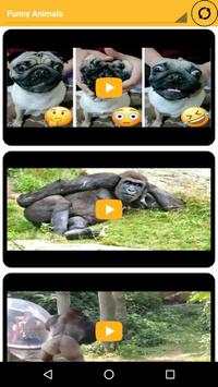 Funny Videos screenshot 3