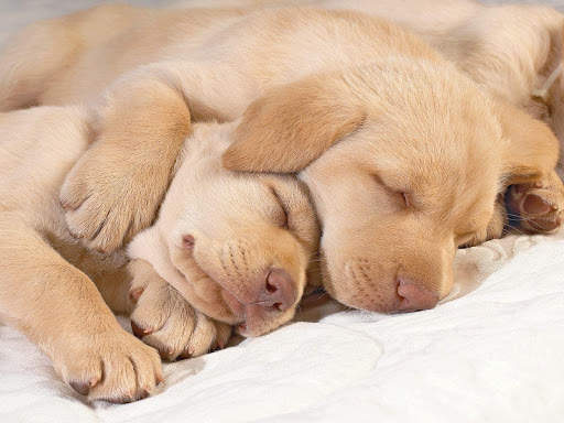 Dog Wallpaper HD Image screenshot 5