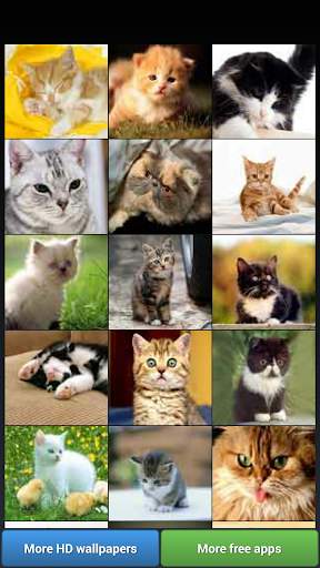 Cute Kitty Cats HD Wallpapers screenshot 2