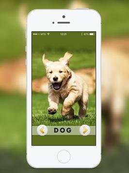 Animal & Birds Sound for kids screenshot 5